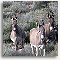 Pioneer mine burros, Beatty, Nevada